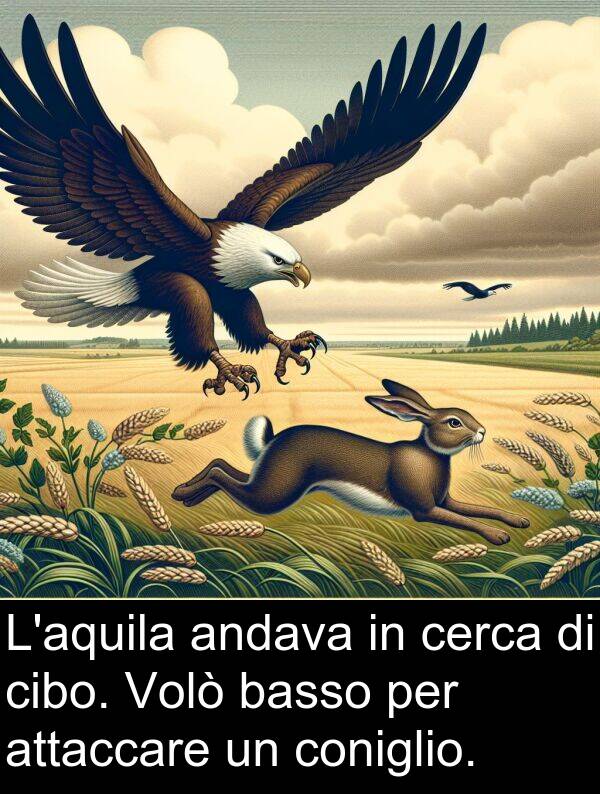 cerca: L'aquila andava in cerca di cibo. Volò basso per attaccare un coniglio.