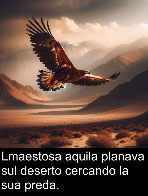 sul: Lmaestosa aquila planava sul deserto cercando la sua preda.