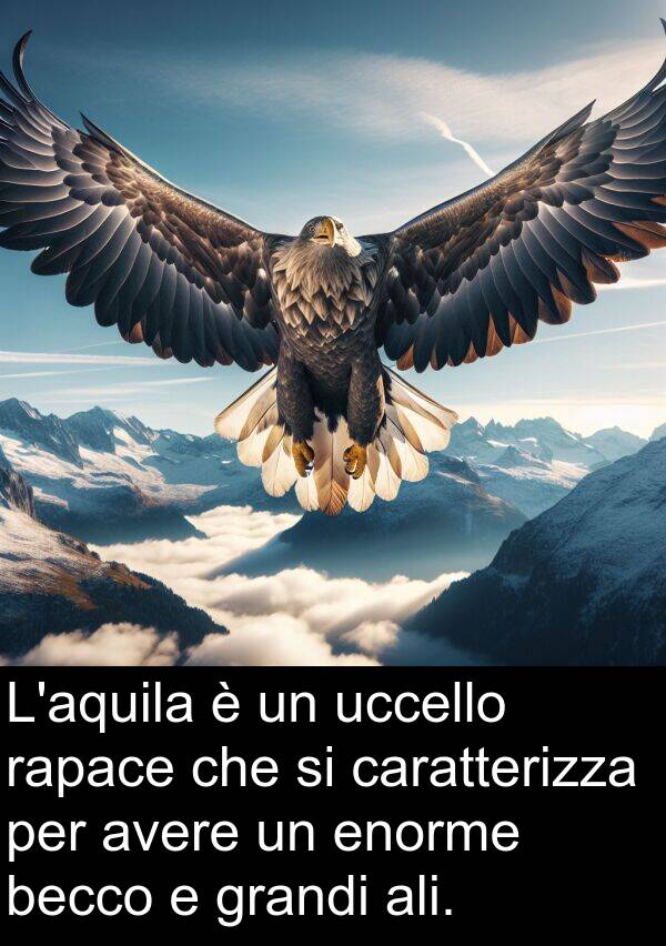 rapace: L'aquila è un uccello rapace che si caratterizza per avere un enorme becco e grandi ali.