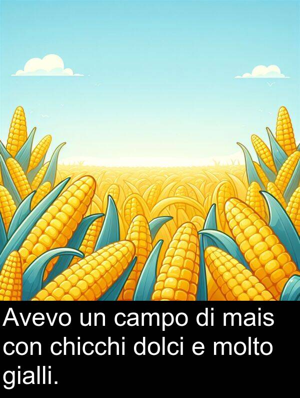 campo: Avevo un campo di mais con chicchi dolci e molto gialli.