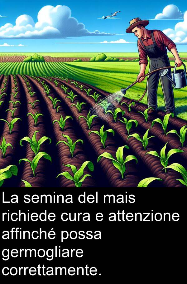 germogliare: La semina del mais richiede cura e attenzione affinché possa germogliare correttamente.