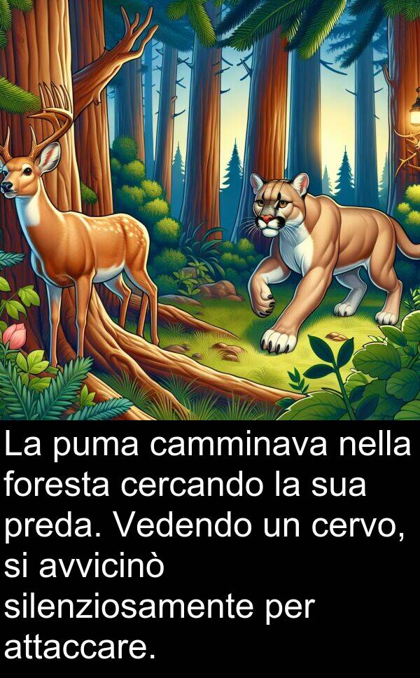 foresta: La puma camminava nella foresta cercando la sua preda. Vedendo un cervo, si avvicinò silenziosamente per attaccare.