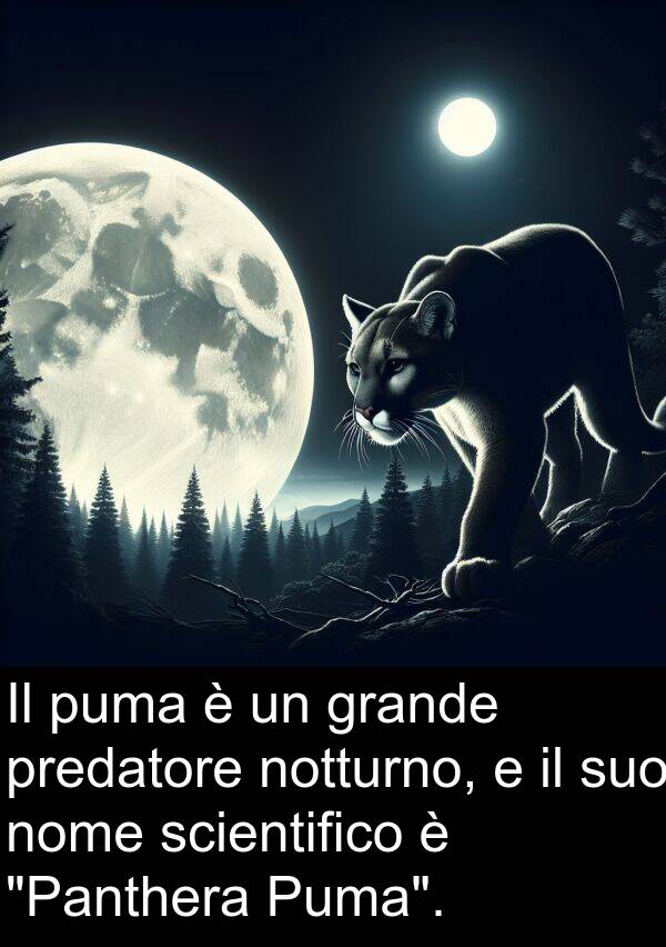 nome: Il puma è un grande predatore notturno, e il suo nome scientifico è "Panthera Puma".