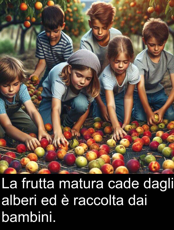 dagli: La frutta matura cade dagli alberi ed è raccolta dai bambini.