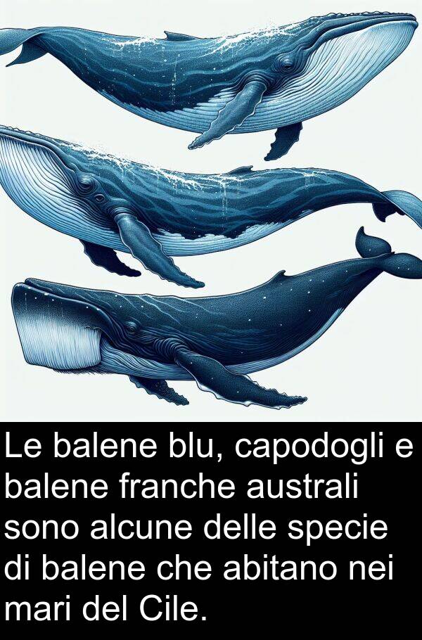 alcune: Le balene blu, capodogli e balene franche australi sono alcune delle specie di balene che abitano nei mari del Cile.