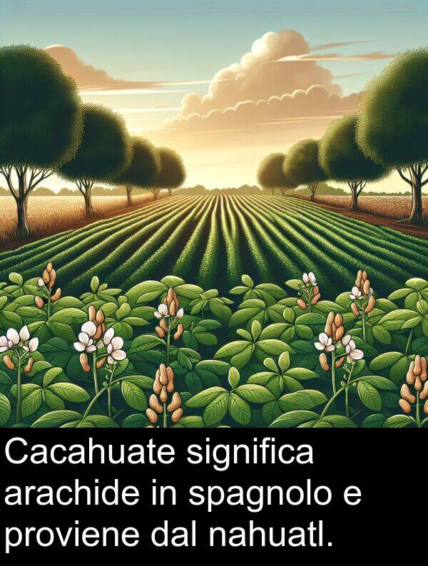 nahuatl: Cacahuate significa arachide in spagnolo e proviene dal nahuatl.