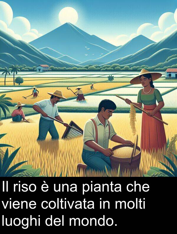 viene: Il riso è una pianta che viene coltivata in molti luoghi del mondo.