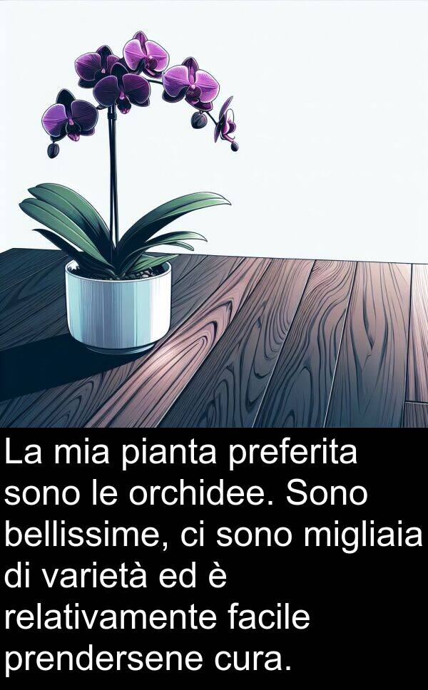 varietà: La mia pianta preferita sono le orchidee. Sono bellissime, ci sono migliaia di varietà ed è relativamente facile prendersene cura.