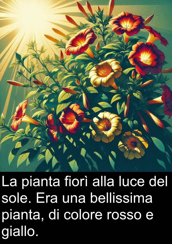 rosso: La pianta fiorì alla luce del sole. Era una bellissima pianta, di colore rosso e giallo.