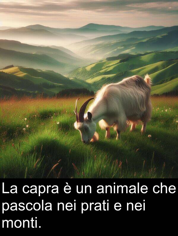 prati: La capra è un animale che pascola nei prati e nei monti.