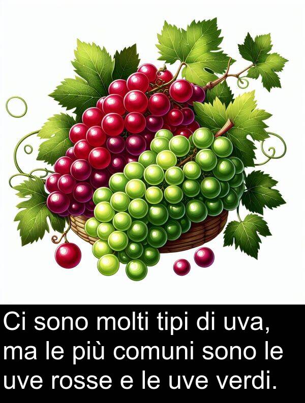 rosse: Ci sono molti tipi di uva, ma le più comuni sono le uve rosse e le uve verdi.