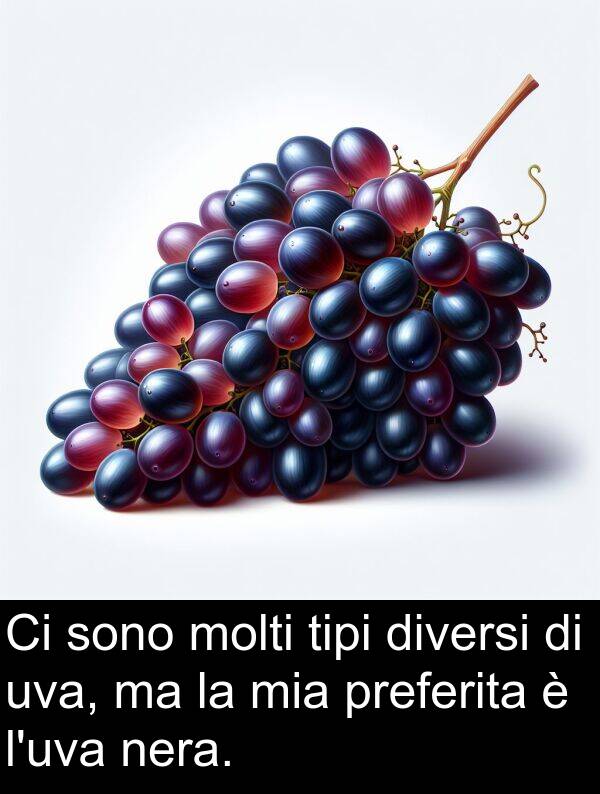 molti: Ci sono molti tipi diversi di uva, ma la mia preferita è l'uva nera.