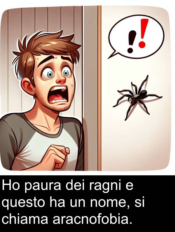 ragni: Ho paura dei ragni e questo ha un nome, si chiama aracnofobia.