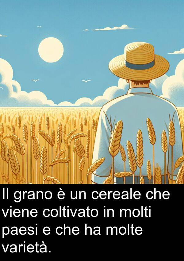 varietà: Il grano è un cereale che viene coltivato in molti paesi e che ha molte varietà.