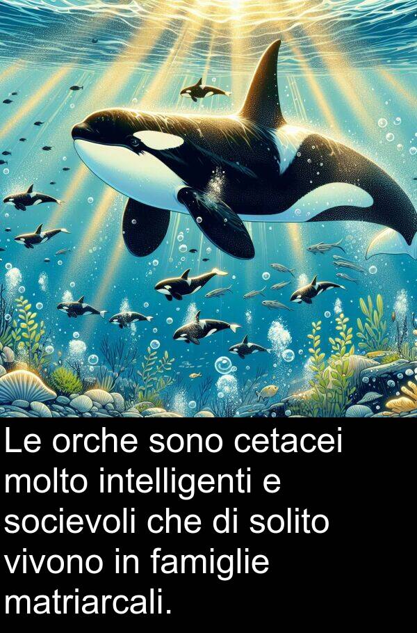 famiglie: Le orche sono cetacei molto intelligenti e socievoli che di solito vivono in famiglie matriarcali.
