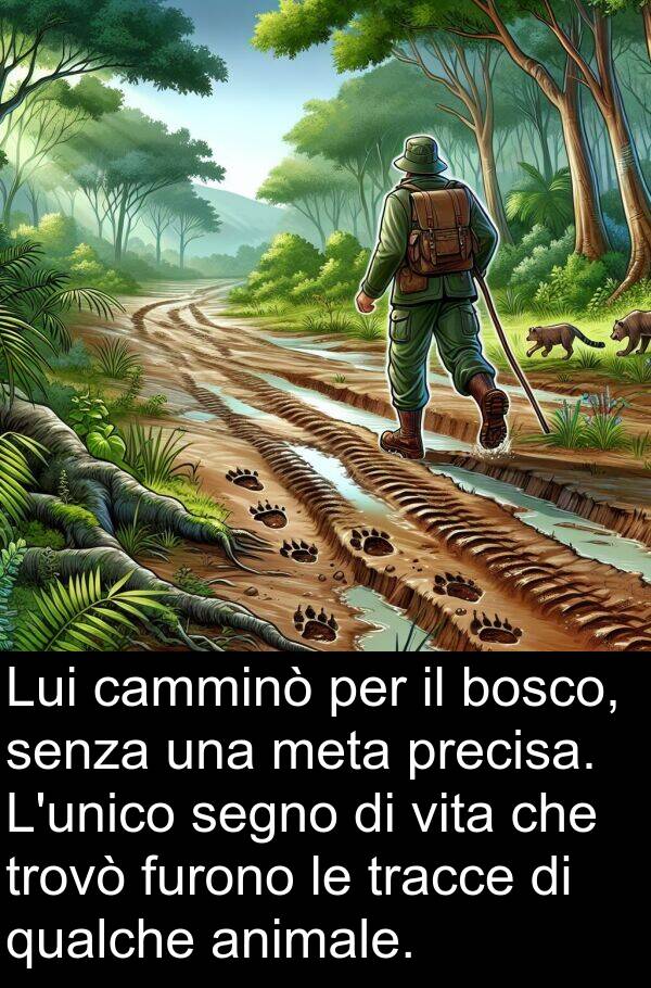 segno: Lui camminò per il bosco, senza una meta precisa. L'unico segno di vita che trovò furono le tracce di qualche animale.