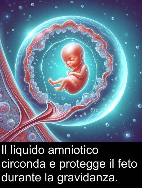 liquido: Il liquido amniotico circonda e protegge il feto durante la gravidanza.