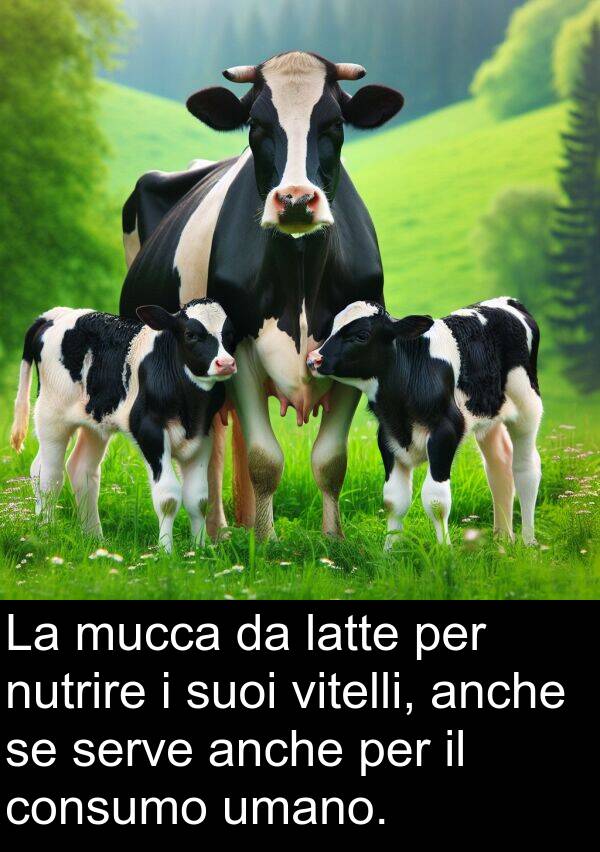 umano: La mucca da latte per nutrire i suoi vitelli, anche se serve anche per il consumo umano.