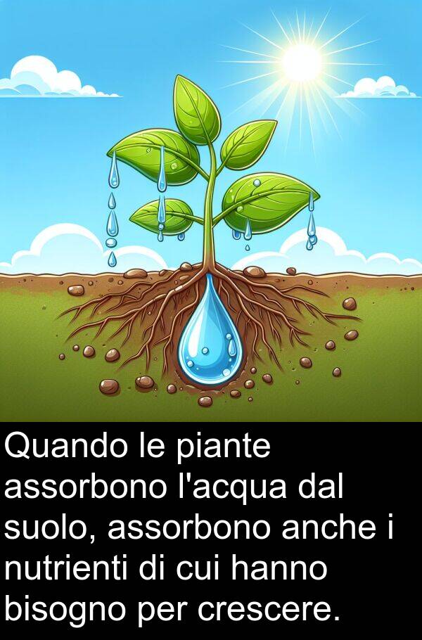 cui: Quando le piante assorbono l'acqua dal suolo, assorbono anche i nutrienti di cui hanno bisogno per crescere.