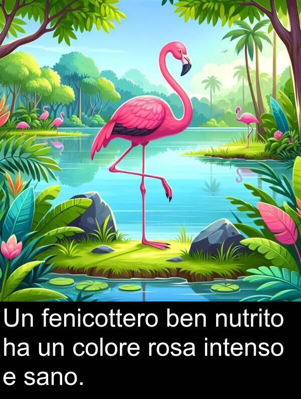 fenicottero: Un fenicottero ben nutrito ha un colore rosa intenso e sano.
