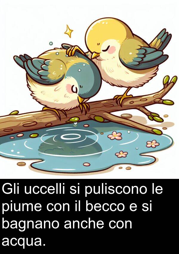 acqua: Gli uccelli si puliscono le piume con il becco e si bagnano anche con acqua.