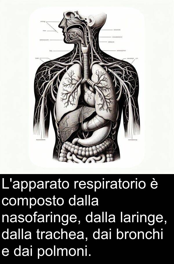 nasofaringe: L'apparato respiratorio è composto dalla nasofaringe, dalla laringe, dalla trachea, dai bronchi e dai polmoni.