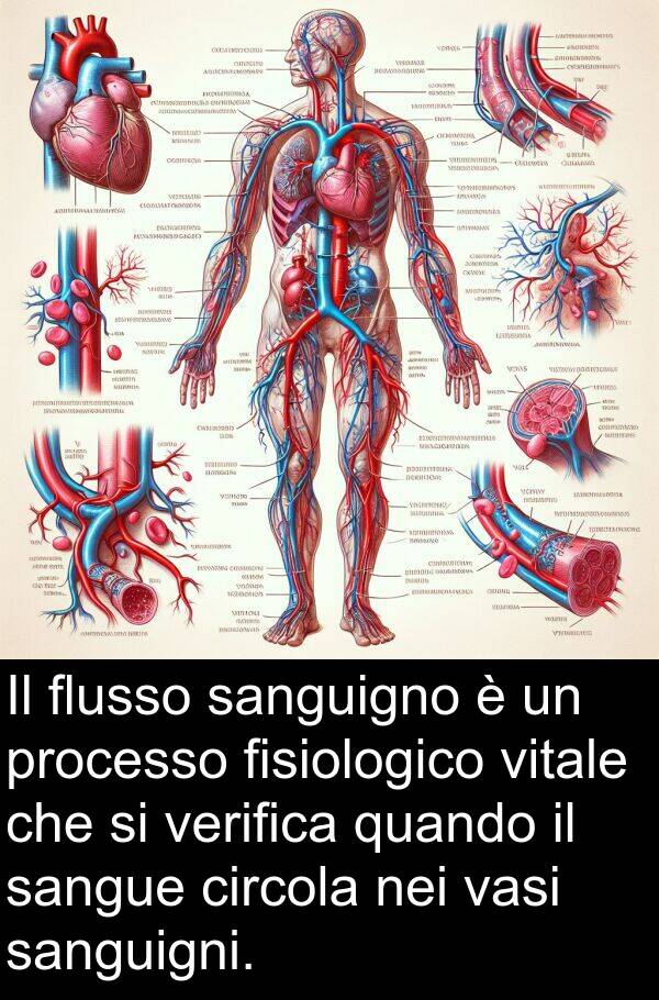sangue: Il flusso sanguigno è un processo fisiologico vitale che si verifica quando il sangue circola nei vasi sanguigni.