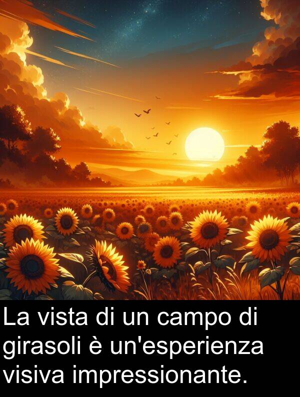 campo: La vista di un campo di girasoli è un'esperienza visiva impressionante.