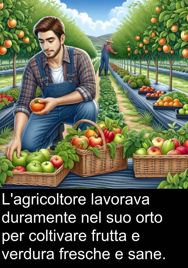 coltivare: L'agricoltore lavorava duramente nel suo orto per coltivare frutta e verdura fresche e sane.
