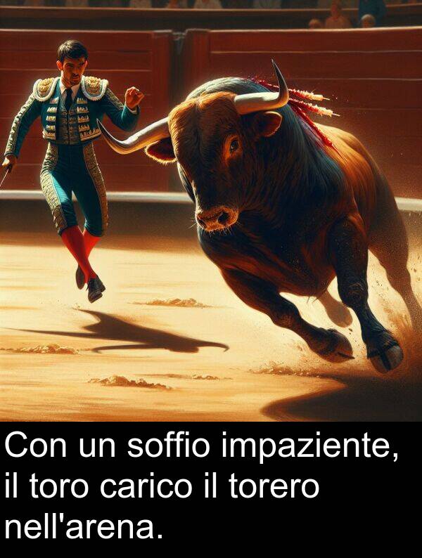 torero: Con un soffio impaziente, il toro carico il torero nell'arena.