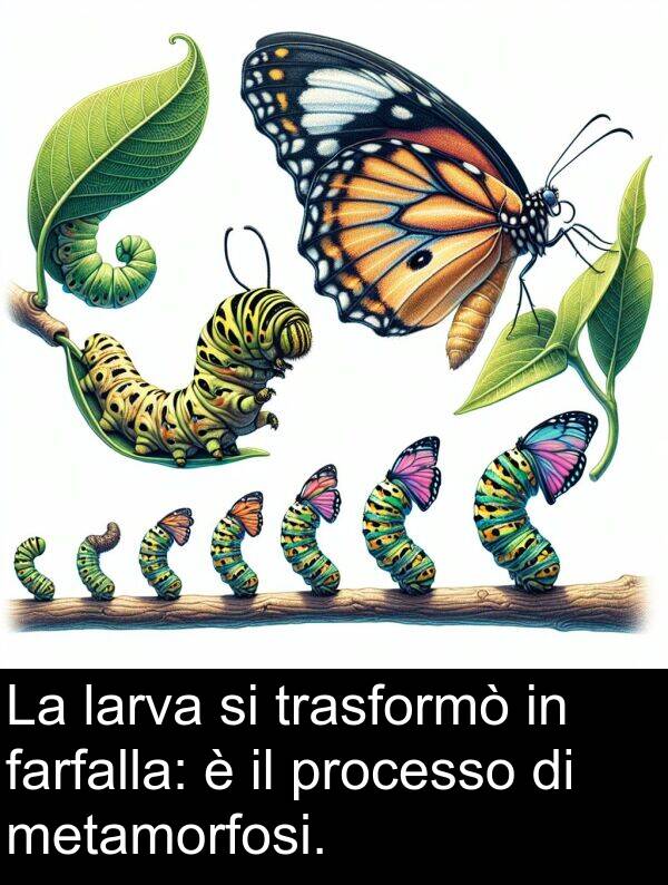 metamorfosi: La larva si trasformò in farfalla: è il processo di metamorfosi.