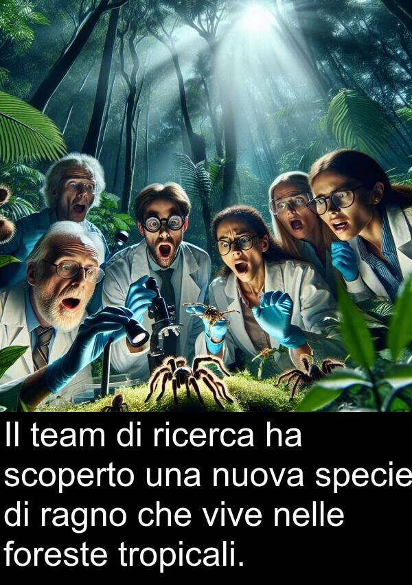 tropicali: Il team di ricerca ha scoperto una nuova specie di ragno che vive nelle foreste tropicali.