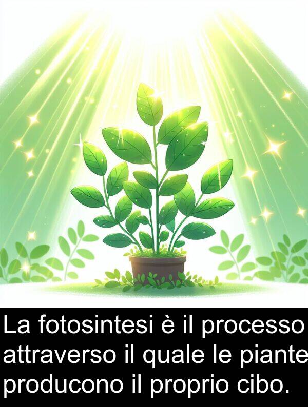 cibo: La fotosintesi è il processo attraverso il quale le piante producono il proprio cibo.