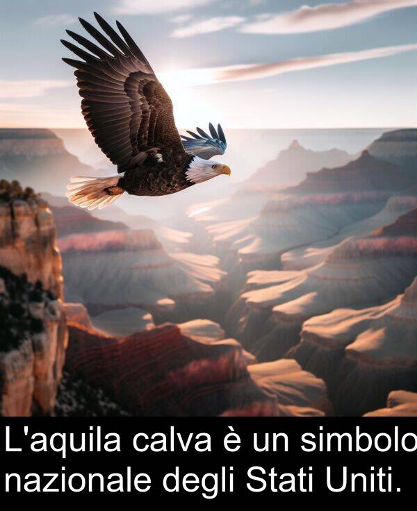 degli: L'aquila calva è un simbolo nazionale degli Stati Uniti.