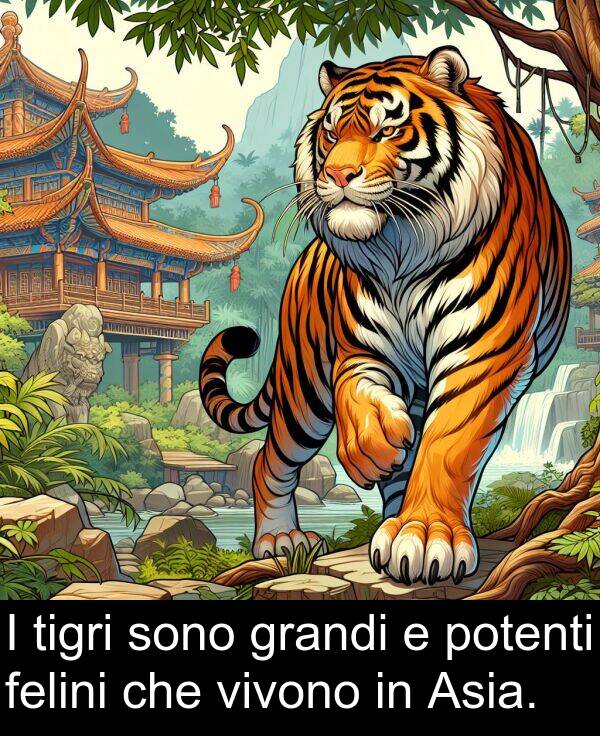 felini: I tigri sono grandi e potenti felini che vivono in Asia.