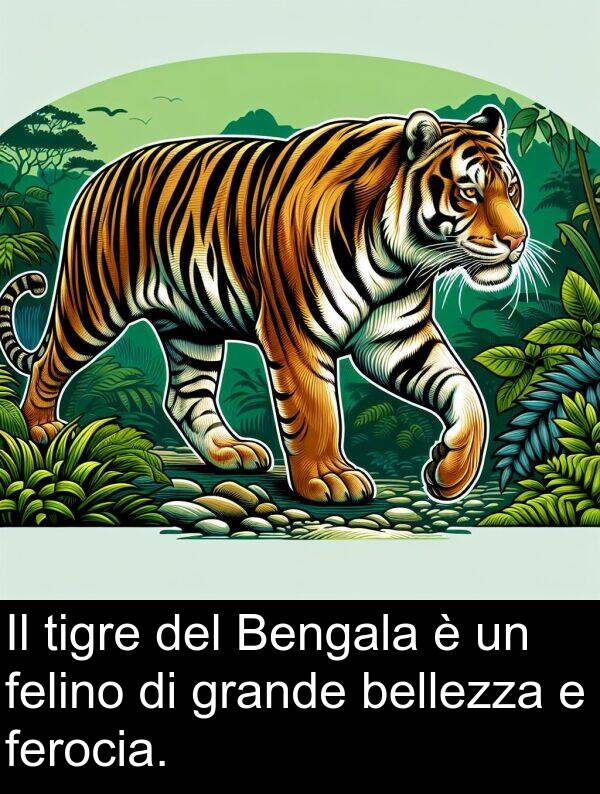 bellezza: Il tigre del Bengala è un felino di grande bellezza e ferocia.