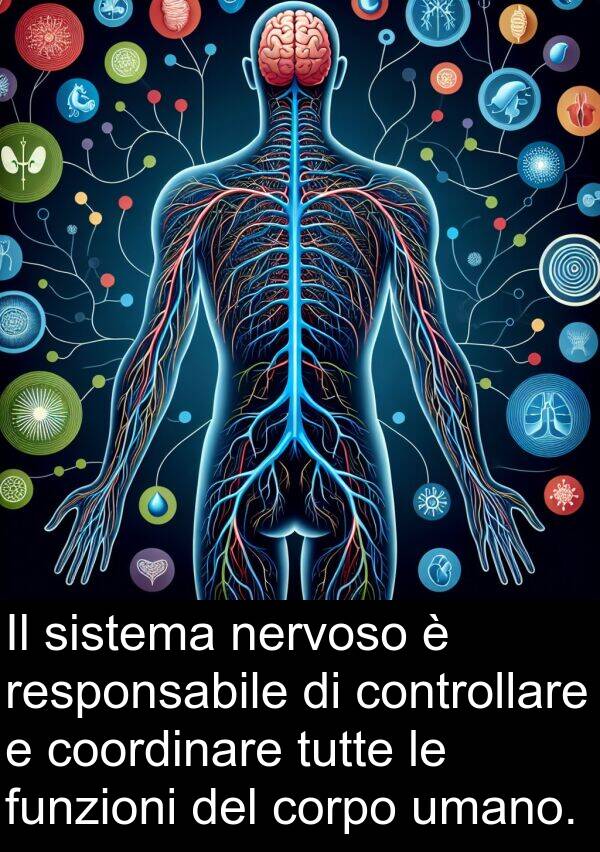umano: Il sistema nervoso è responsabile di controllare e coordinare tutte le funzioni del corpo umano.