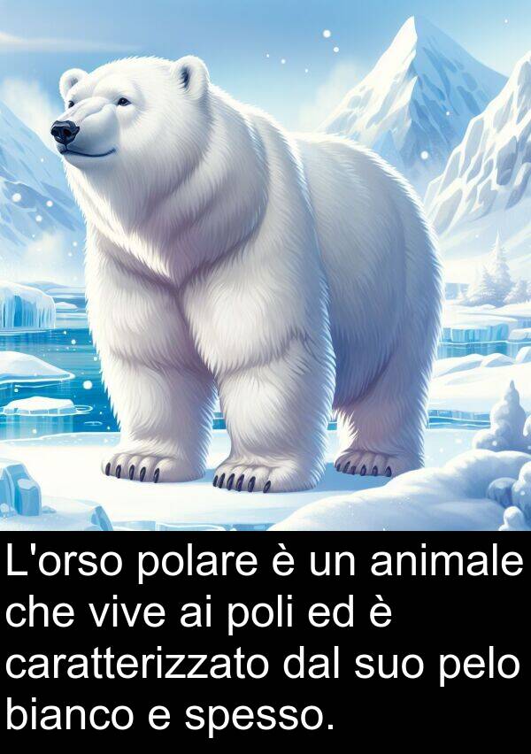 vive: L'orso polare è un animale che vive ai poli ed è caratterizzato dal suo pelo bianco e spesso.
