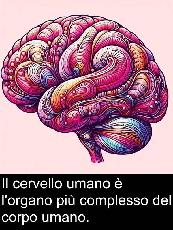 umano: Il cervello umano è l'organo più complesso del corpo umano.