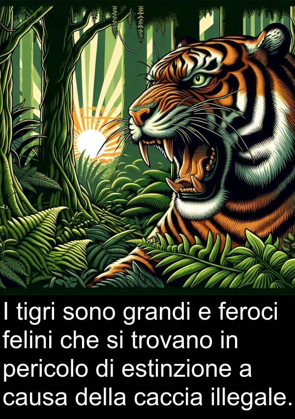 felini: I tigri sono grandi e feroci felini che si trovano in pericolo di estinzione a causa della caccia illegale.