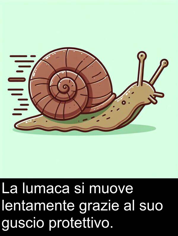 lumaca: La lumaca si muove lentamente grazie al suo guscio protettivo.