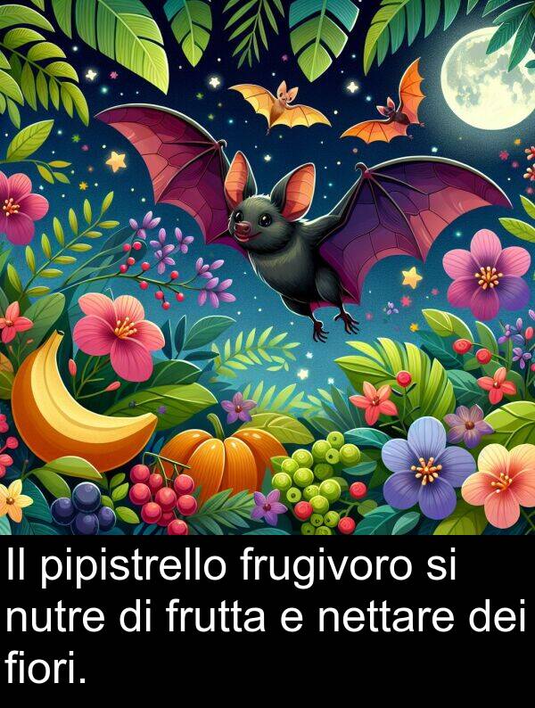 fiori: Il pipistrello frugivoro si nutre di frutta e nettare dei fiori.