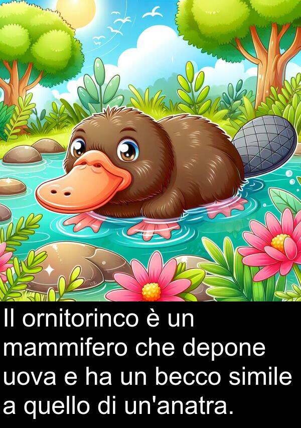 quello: Il ornitorinco è un mammifero che depone uova e ha un becco simile a quello di un'anatra.