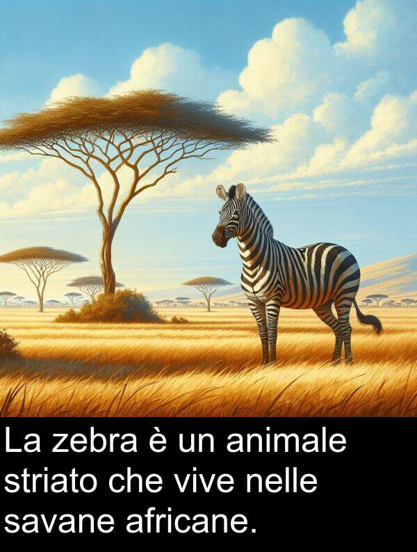 vive: La zebra è un animale striato che vive nelle savane africane.