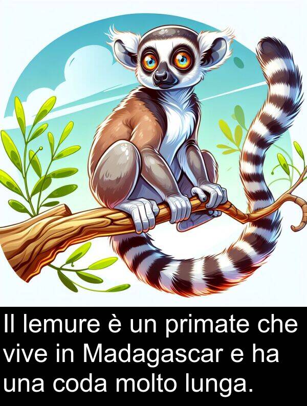 vive: Il lemure è un primate che vive in Madagascar e ha una coda molto lunga.