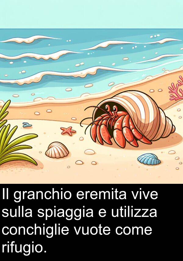 spiaggia: Il granchio eremita vive sulla spiaggia e utilizza conchiglie vuote come rifugio.