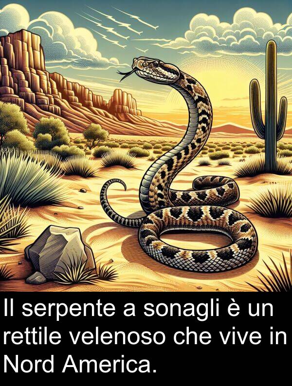 vive: Il serpente a sonagli è un rettile velenoso che vive in Nord America.