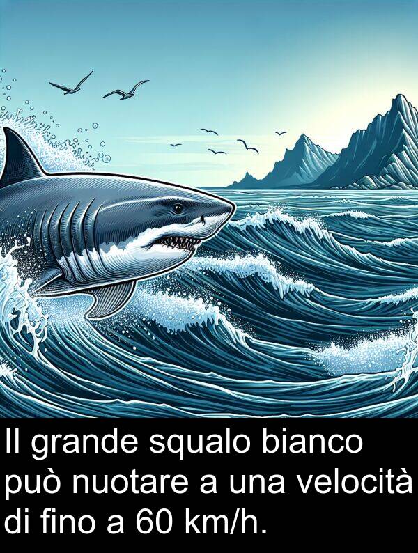 nuotare: Il grande squalo bianco può nuotare a una velocità di fino a 60 km/h.