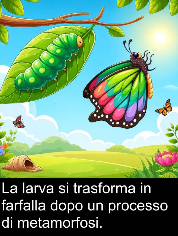 metamorfosi: La larva si trasforma in farfalla dopo un processo di metamorfosi.