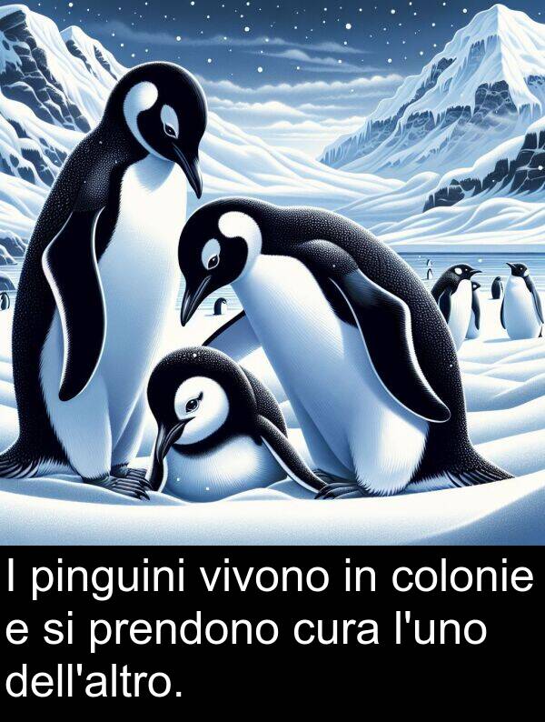 colonie: I pinguini vivono in colonie e si prendono cura l'uno dell'altro.